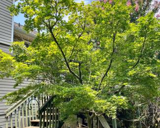 Japanese Maple established for 15 years- buyer responsible for moving