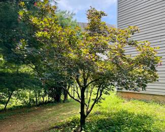 Red Japanese Maple 15 yrs old, buyer responsible for moving