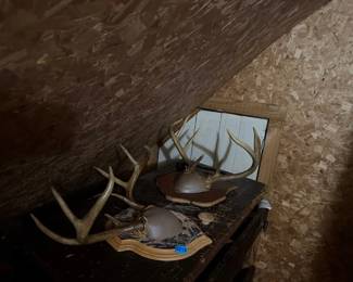 DEER ANTLERS