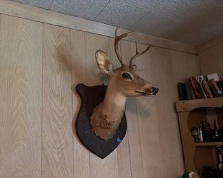 DEER MOUNT