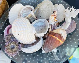 Misc. Sea Shells
