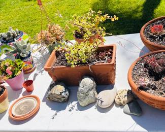 Misc. Succulents