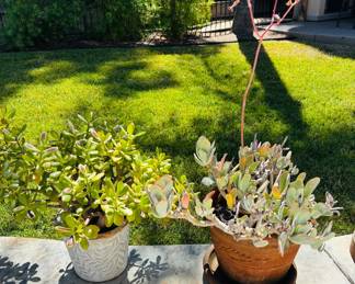 Misc. Succulents