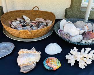 Misc. Sea Shells