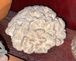 Coral