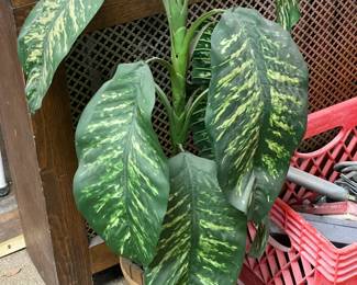 Faux Plant