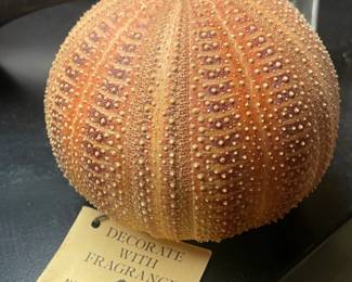 Natural Sea Urchin Pomander