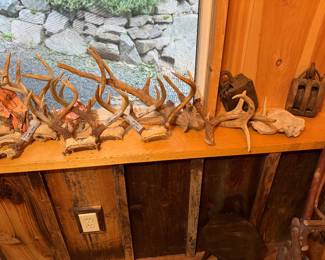 whitetail deer shed antlers, which bucks drop naturally every winter