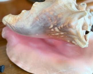 Conch shell