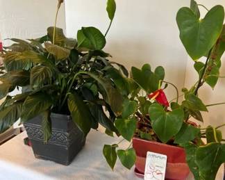 Live Plants Peace Lily Anthurium