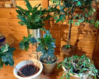 Live houseplants with planters