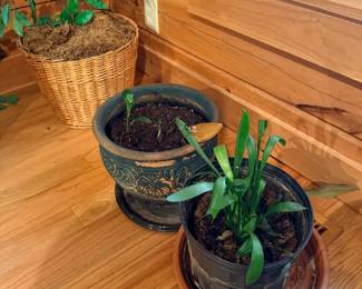 Houseplants with ceramic and wicker planters