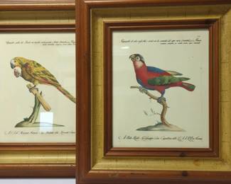 Pair of Parrot Prints