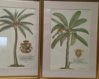 Framed Palm Tree and Banana Tree Prints