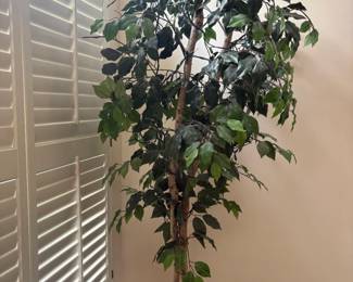 . . . faux ficus