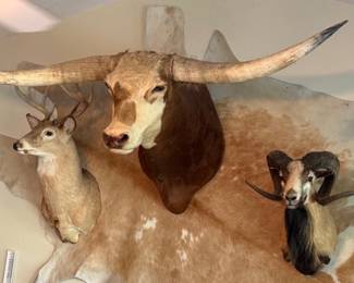 Stunning taxidermy! Sold by piece