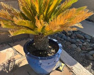 Lg Glazed Blue Garden Pot With Palm