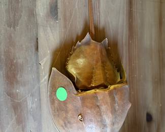 Horseshoe crab shell