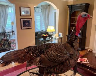 Fantastic Turkey Trophy Mount