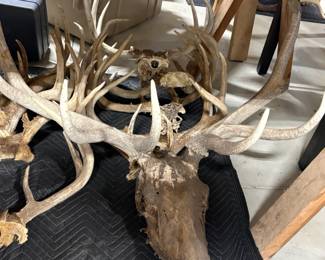 Antlers and skulls (more to display at the sale)