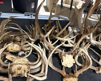 Antlers and more antlers and yes...still more antlers