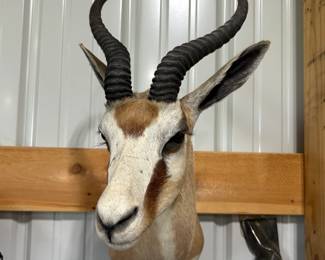 One of the mounts from the estate of the gentleman's trip to Africa