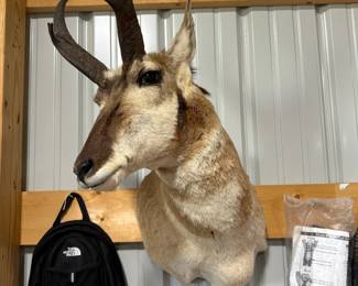 Pronghorn antelope shoulder mount