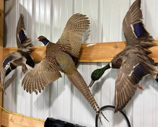 Pheasants and ducks in flight