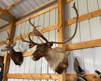 Large shoulder mounts available