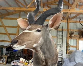 Another fine example of taxidermy from the gent's African safari