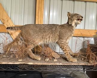 Nice full body taxidermy bobcat