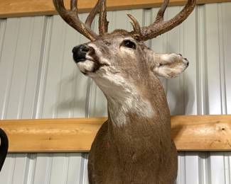 Beautiful shoulder mount of deer