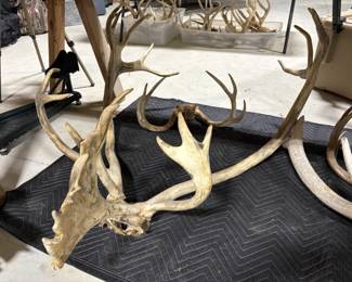 Large antlers