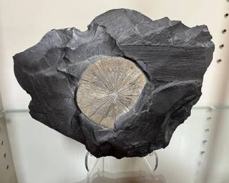 103 Pyrite Sun In Shale
