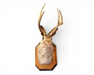 180 JackalopeTaxidermyWallMountRealRabbitFurDeerAntlers