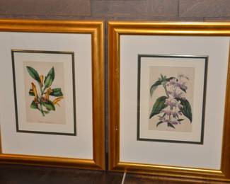 Two More of the Antique Framed Paxton Botanical Prints Available. All Sold Separately