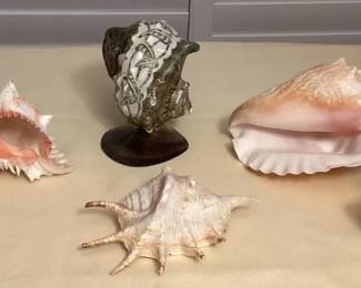 MES043 Large Beautiful Sea Shells & More!