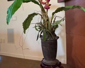 Musa ornata in Metal pot on Chinese redwood stand $100
