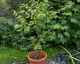 Mexican Plum Tree $30