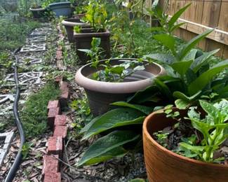 Planters $10-$40