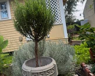 Concrete Planter $45