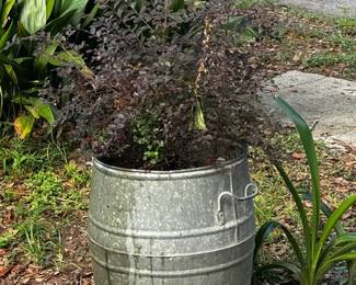 Large Planter with Loropetalum $60