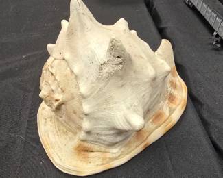 huge conch