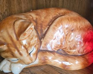 medium size cat
