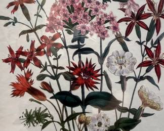 Vintage botanical lithographs