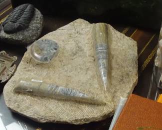 Collection of Fossils