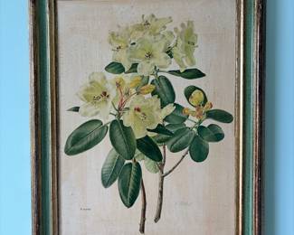 Botanical Print of Rhododendron Cinnabarinum var. Roylei by Carlos von Riefel
