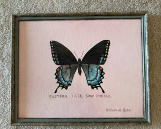 Eastern Tiger Swallowtail Butterfly Print by William H. Howe