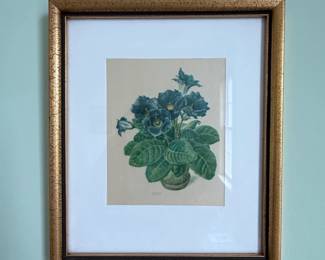 Vintage Botanical Print of African Violets