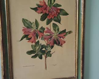 Rhododendron cinnabarinum var. roylei botanical print